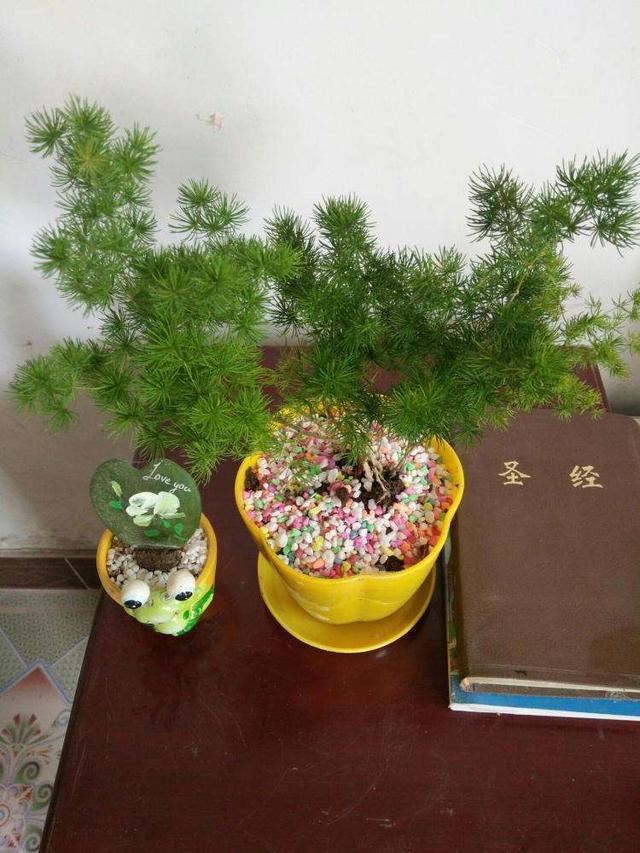 造型婀娜多姿,格调倍升,蓬莱松盆景这样打造价值高 造型婀娜多姿,格调倍升,蓬莱松盆景这样打造价值高