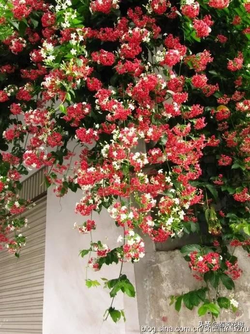有些植物,一旦爬上了墙,就成了花海 有些植物,一旦爬上了墙,就成了花海