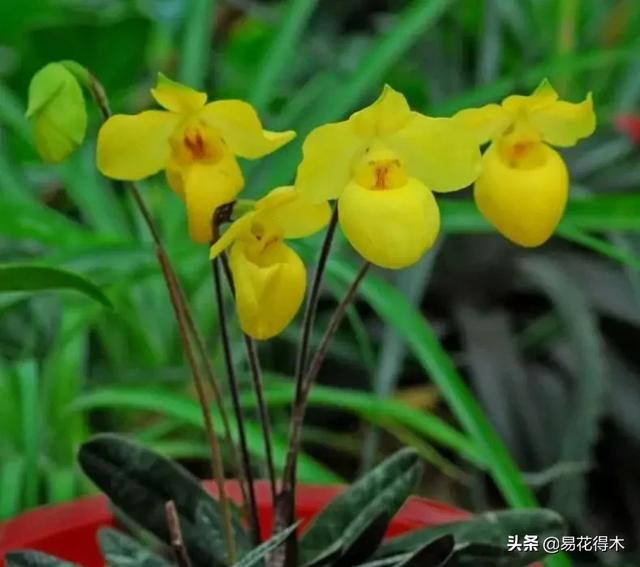 国家Ⅰ级濒危珍稀植物|杏黄兜兰的鉴赏及保护现状 国家Ⅰ级濒危珍稀植物|杏黄兜兰的鉴赏及保护现状