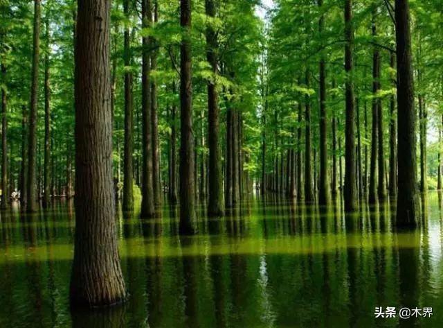 10种最美的树,有的在农村很常见,你认识几种? 10种最美的树,有的在农村很常见,你认识几种?