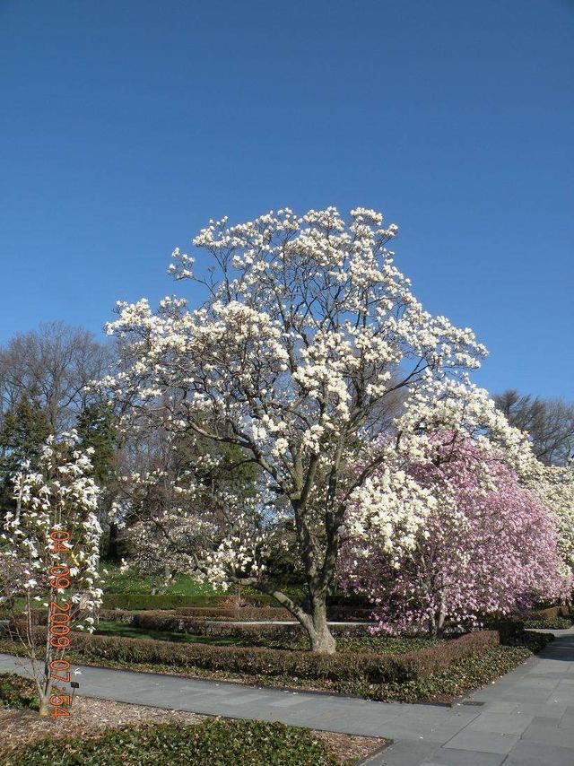 院子开花满天,好看有档次还不难养,全靠它们 院子开花满天,好看有档次还不难养,全靠它们