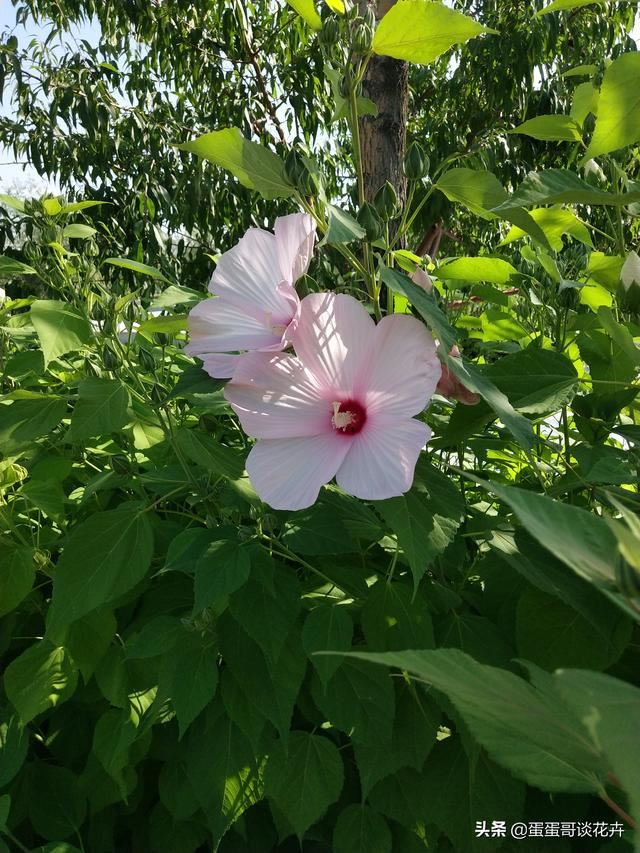 家庭庭院最佳种植花卉,既能吸收二氧化硫又能美化环境,这是啥花 家庭庭院最佳种植花卉,既能吸收二氧化硫又能美化环境,这是啥花