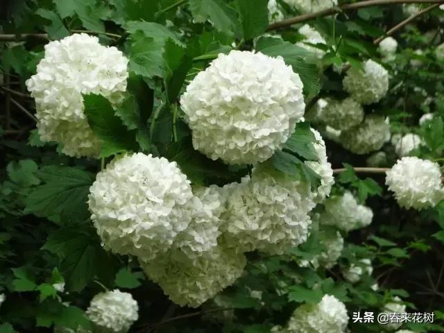 春暖花开,数百种开花植物图谱,你最喜欢哪些呢? 春暖花开,数百种开花植物图谱,你最喜欢哪些呢?