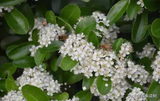 春暖花开,数百种开花植物图谱,你最喜欢哪些呢? 春暖花开,数百种开花植物图谱,你最喜欢哪些呢?