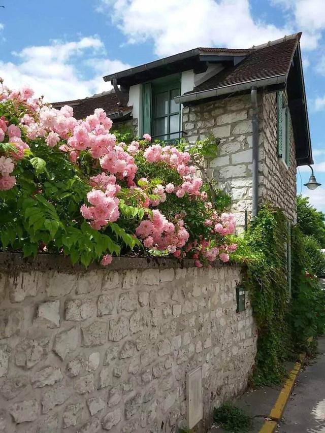 院子里种“3种花”,一棵开上千朵,花香浓郁,花多量大、常开花 院子里种“3种花”,一棵开上千朵,花香浓郁,花多量大、常开花