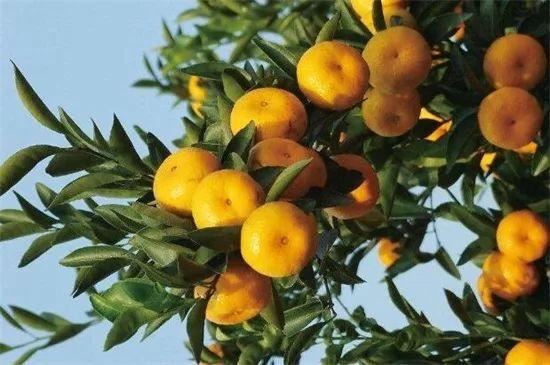 有寓意的树的名字大全，盘点十种有着超好寓意的植株！