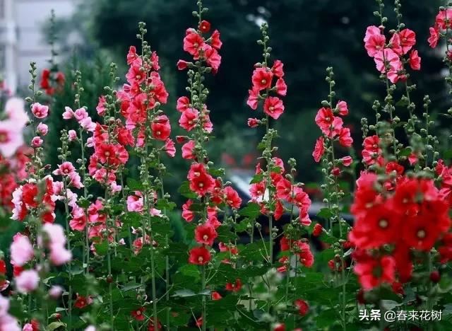 春暖花开,数百种开花植物图谱,你最喜欢哪些呢? 春暖花开,数百种开花植物图谱,你最喜欢哪些呢?