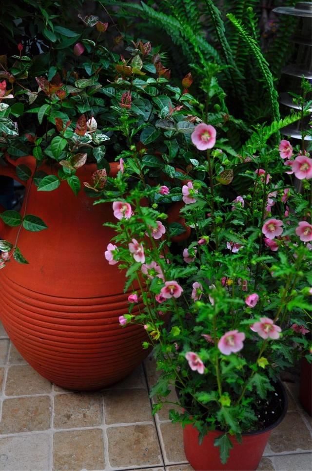 小木槿,装饰花园必备的一款植物,这样养,度夏不难 小木槿,装饰花园必备的一款植物,这样养,度夏不难