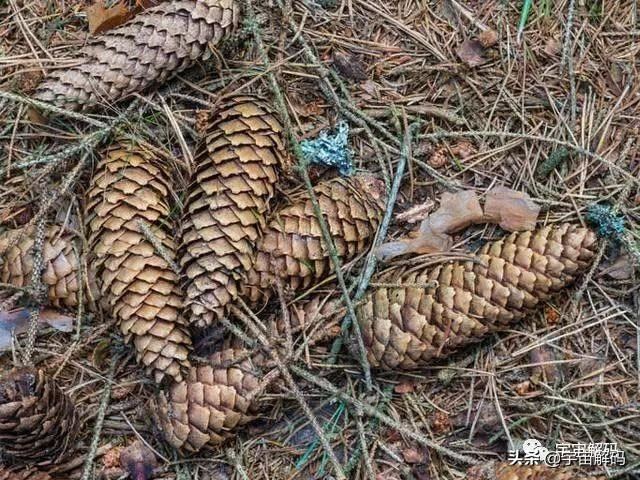 关于树木的13个秘密你知道多少? 关于树木的13个秘密你知道多少?