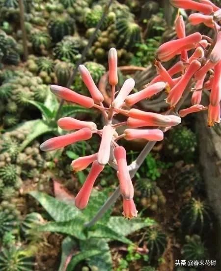春暖花开,数百种开花植物图谱,你最喜欢哪些呢? 春暖花开,数百种开花植物图谱,你最喜欢哪些呢?