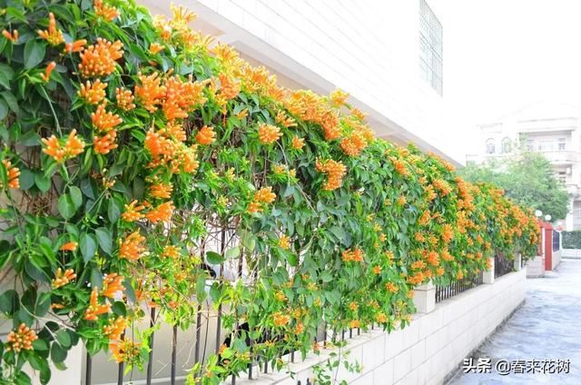 有些植物,一旦爬上了墙,就成了花海 有些植物,一旦爬上了墙,就成了花海