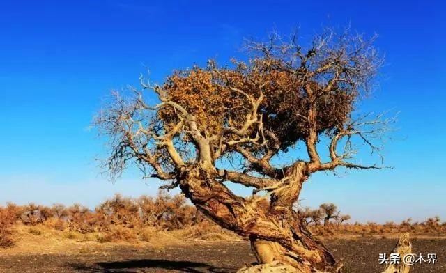 10种最美的树,有的在农村很常见,你认识几种? 10种最美的树,有的在农村很常见,你认识几种?