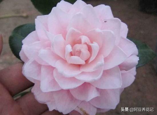 要想“烈香茶花”长得好，掌握“6个”步骤，芳香四溢，颜值超群