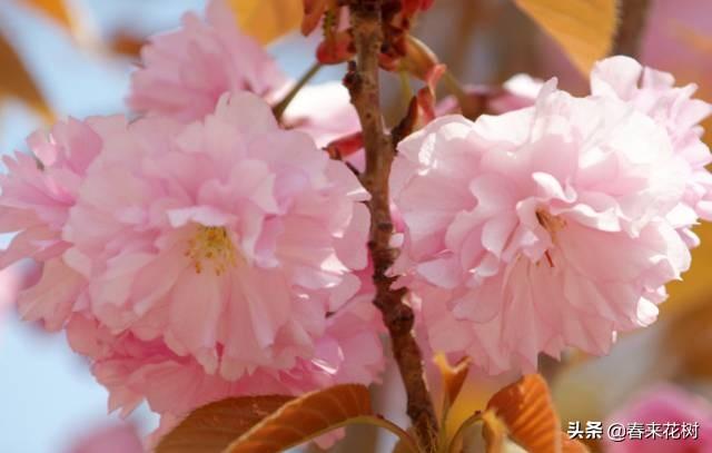 春暖花开,数百种开花植物图谱,你最喜欢哪些呢? 春暖花开,数百种开花植物图谱,你最喜欢哪些呢?