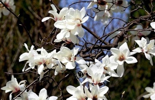 适合庭院栽的2种树,春天开花太美,变成美丽小花园 适合庭院栽的2种树,春天开花太美,变成美丽小花园