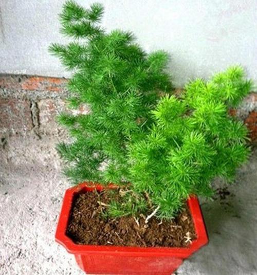 造型婀娜多姿,格调倍升,蓬莱松盆景这样打造价值高 造型婀娜多姿,格调倍升,蓬莱松盆景这样打造价值高