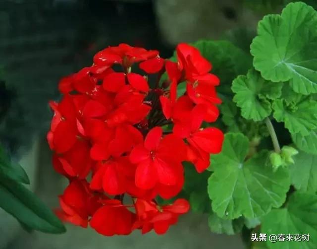 春暖花开,数百种开花植物图谱,你最喜欢哪些呢? 春暖花开,数百种开花植物图谱,你最喜欢哪些呢?