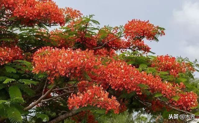 10种最美的树,有的在农村很常见,你认识几种? 10种最美的树,有的在农村很常见,你认识几种?