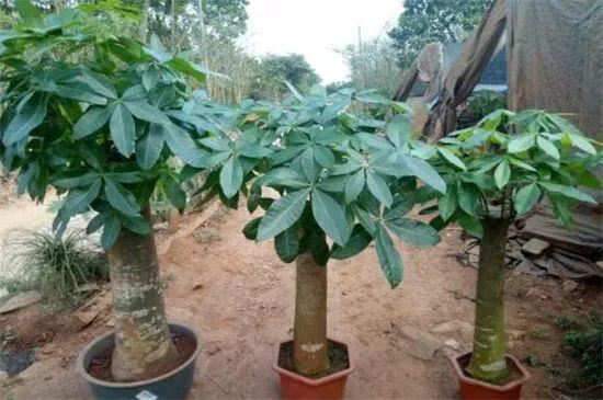 有寓意的树的名字大全，盘点十种有着超好寓意的植株！