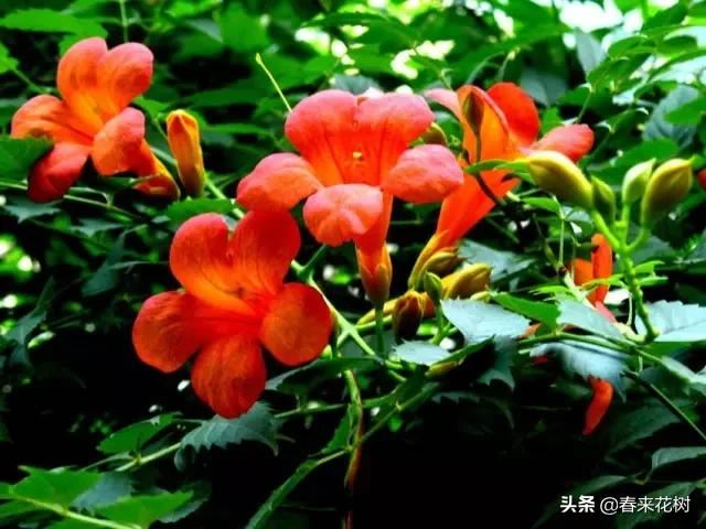 春暖花开,数百种开花植物图谱,你最喜欢哪些呢? 春暖花开,数百种开花植物图谱,你最喜欢哪些呢?