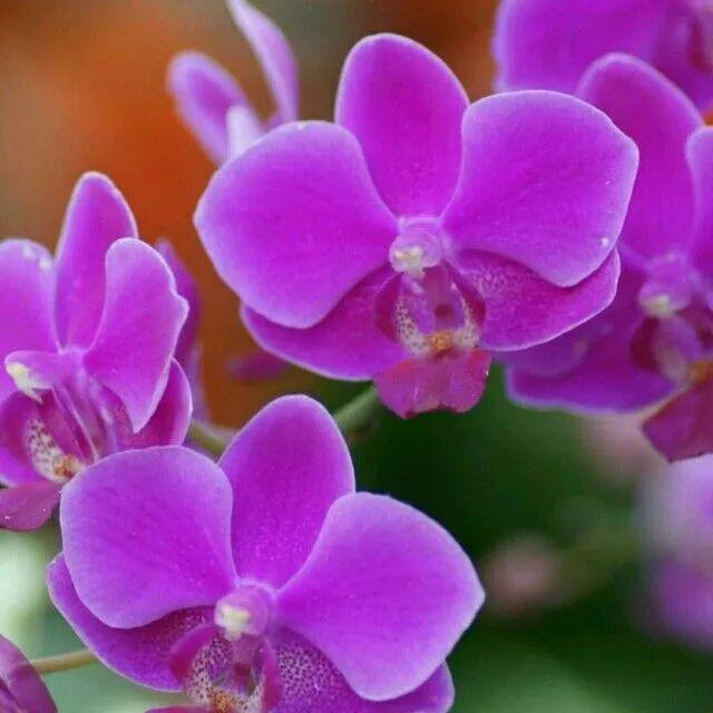 有寓意的树的名字大全，盘点十种有着超好寓意的植株！