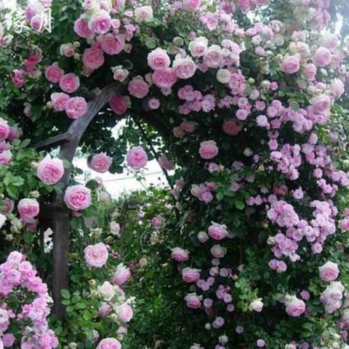 如何快速打造一个漂亮的小花园 如何快速打造一个漂亮的小花园