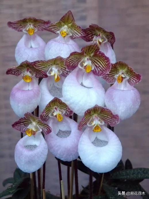 国家Ⅰ级濒危珍稀植物|杏黄兜兰的鉴赏及保护现状 国家Ⅰ级濒危珍稀植物|杏黄兜兰的鉴赏及保护现状