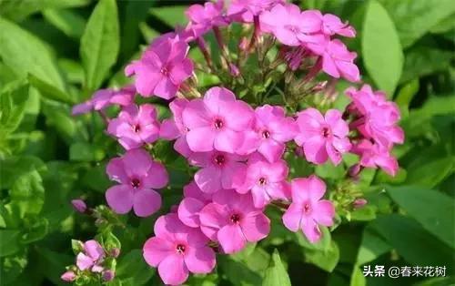 春暖花开,数百种开花植物图谱,你最喜欢哪些呢? 春暖花开,数百种开花植物图谱,你最喜欢哪些呢?