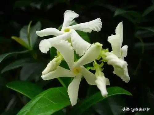 春暖花开,数百种开花植物图谱,你最喜欢哪些呢? 春暖花开,数百种开花植物图谱,你最喜欢哪些呢?