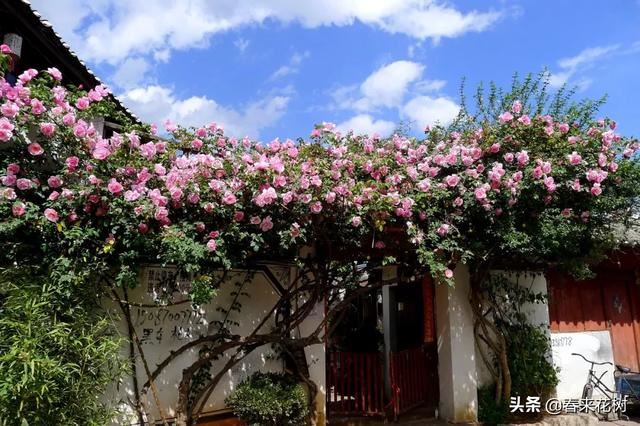有些植物,一旦爬上了墙,就成了花海 有些植物,一旦爬上了墙,就成了花海