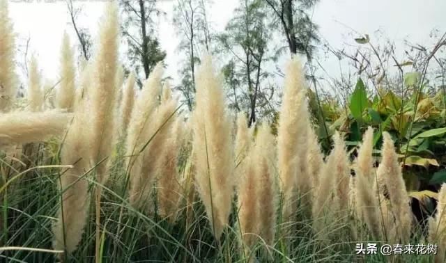春暖花开,数百种开花植物图谱,你最喜欢哪些呢? 春暖花开,数百种开花植物图谱,你最喜欢哪些呢?