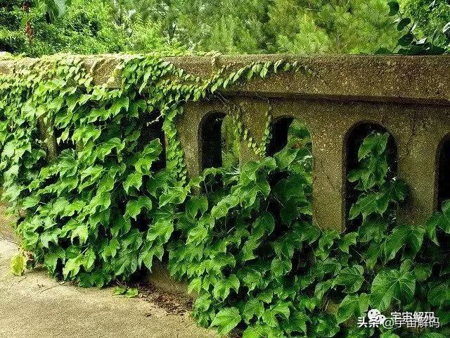 关于树木的13个秘密你知道多少? 关于树木的13个秘密你知道多少?