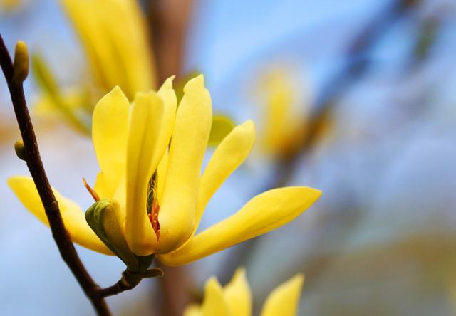 玉兰庭院植一株,栽种解决4要点,香满庭院绿满屋 玉兰庭院植一株,栽种解决4要点,香满庭院绿满屋