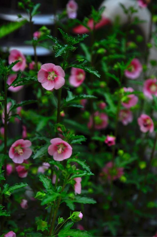 小木槿,装饰花园必备的一款植物,这样养,度夏不难 小木槿,装饰花园必备的一款植物,这样养,度夏不难