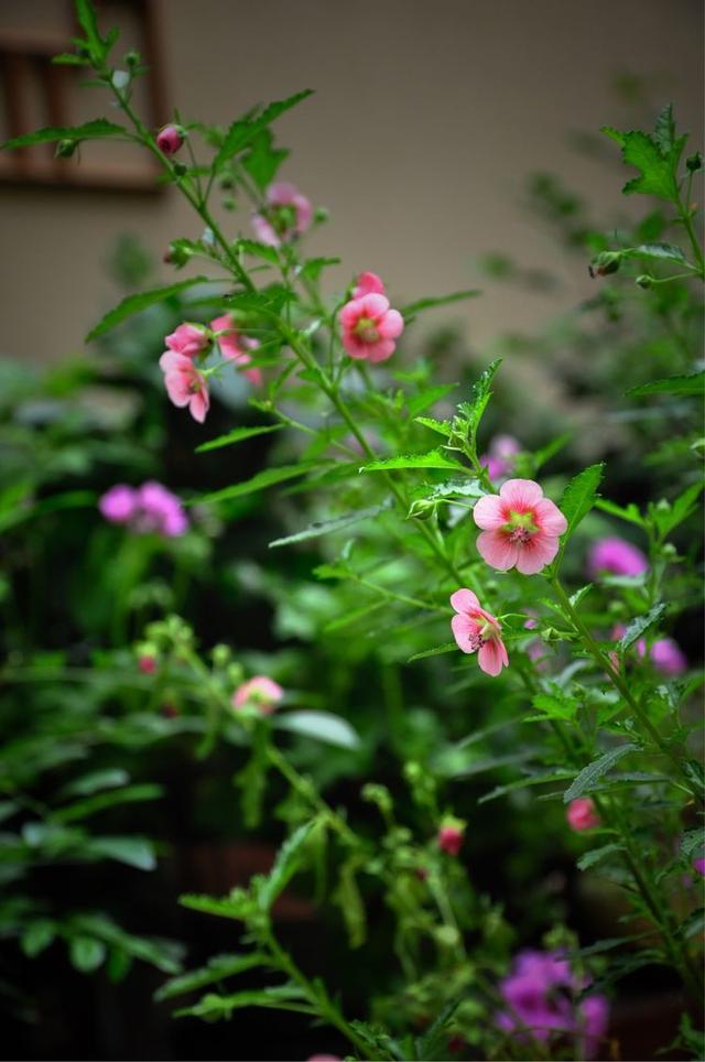 小木槿,装饰花园必备的一款植物,这样养,度夏不难 小木槿,装饰花园必备的一款植物,这样养,度夏不难