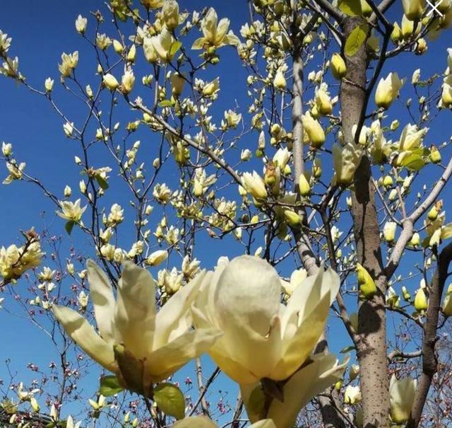 适合庭院栽的2种树,春天开花太美,变成美丽小花园 适合庭院栽的2种树,春天开花太美,变成美丽小花园