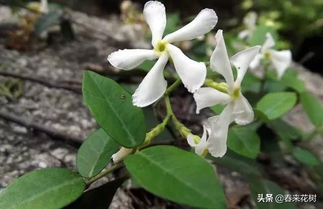 有些植物,一旦爬上了墙,就成了花海 有些植物,一旦爬上了墙,就成了花海