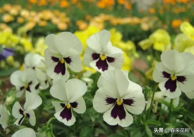 春暖花开,数百种开花植物图谱,你最喜欢哪些呢? 春暖花开,数百种开花植物图谱,你最喜欢哪些呢?