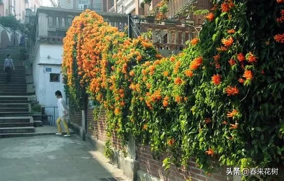 有些植物,一旦爬上了墙,就成了花海 有些植物,一旦爬上了墙,就成了花海