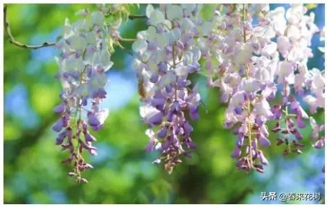 有些植物,一旦爬上了墙,就成了花海 有些植物,一旦爬上了墙,就成了花海