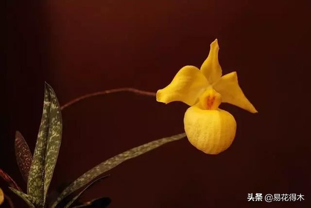 国家Ⅰ级濒危珍稀植物|杏黄兜兰的鉴赏及保护现状 国家Ⅰ级濒危珍稀植物|杏黄兜兰的鉴赏及保护现状