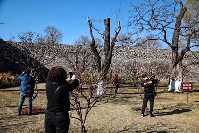 明城墙遗址公园梅花正艳 明城墙遗址公园梅花正艳