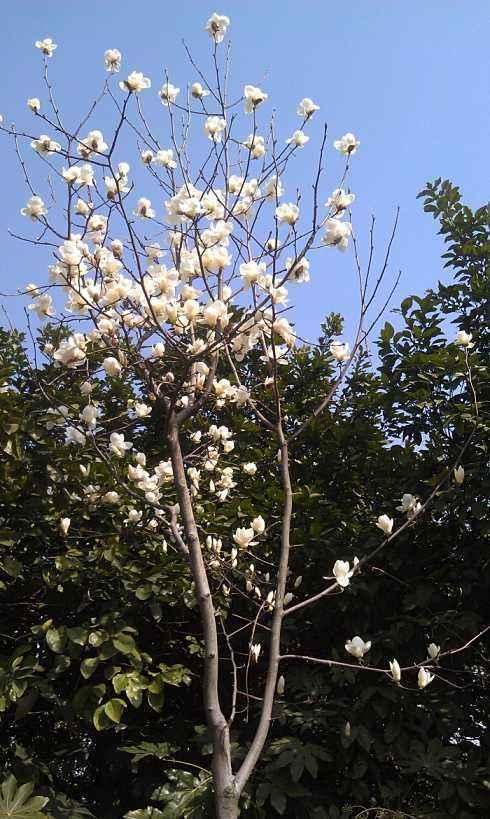 院子开花满天,好看有档次还不难养,全靠它们 院子开花满天,好看有档次还不难养,全靠它们