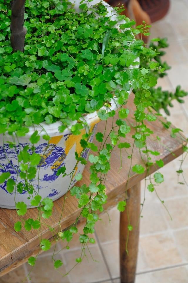 小木槿,装饰花园必备的一款植物,这样养,度夏不难 小木槿,装饰花园必备的一款植物,这样养,度夏不难