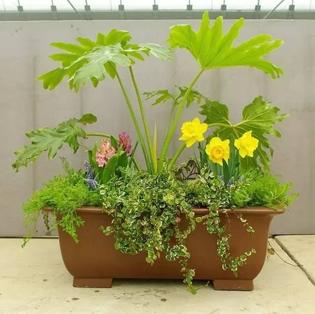 这样搭配花草,美到不要不要的 这样搭配花草,美到不要不要的