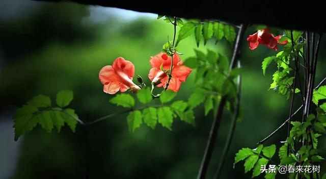 有些植物,一旦爬上了墙,就成了花海 有些植物,一旦爬上了墙,就成了花海