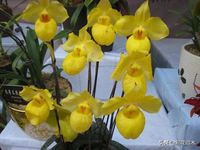 国家Ⅰ级濒危珍稀植物|杏黄兜兰的鉴赏及保护现状 国家Ⅰ级濒危珍稀植物|杏黄兜兰的鉴赏及保护现状