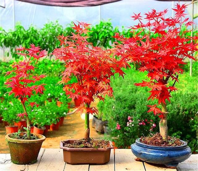 如何把盆栽红枫打造成精美盆景？做好这6点，叶子火红，枝条优雅