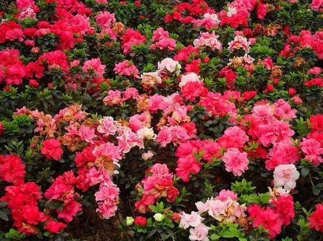 茶梅是茶花和梅花的结合体,过完年就可以种植,还能再开一茬 茶梅是茶花和梅花的结合体,过完年就可以种植,还能再开一茬