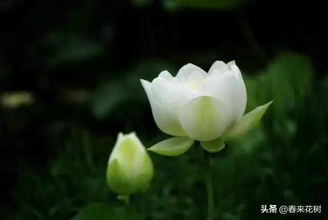 春暖花开,数百种开花植物图谱,你最喜欢哪些呢? 春暖花开,数百种开花植物图谱,你最喜欢哪些呢?